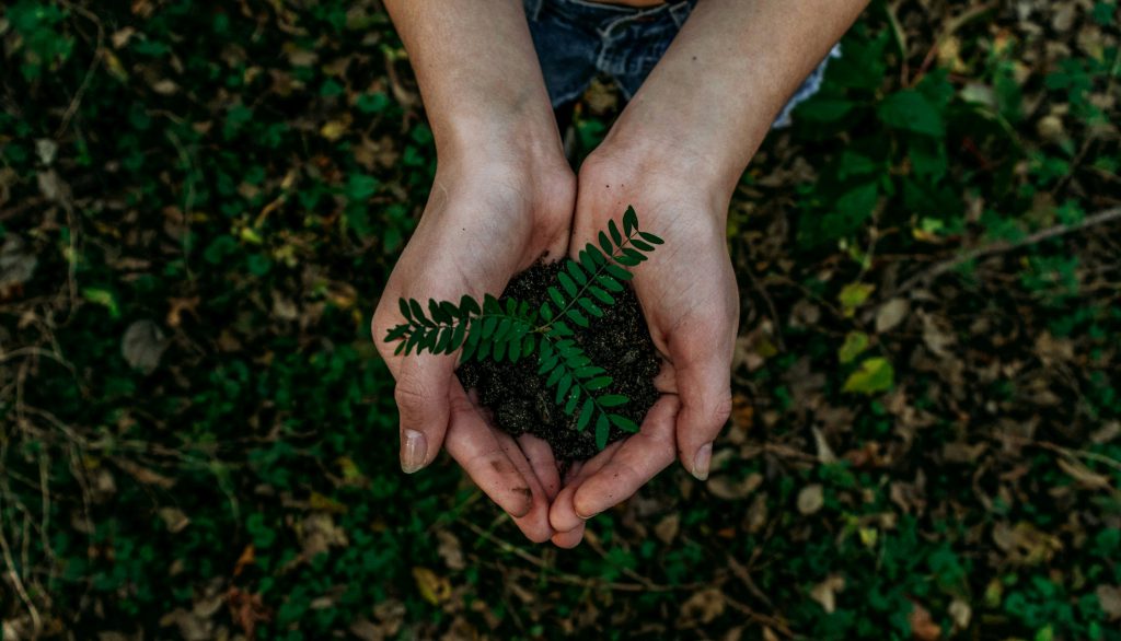 Read more about the article From Farm to Fork: Unveiling the Sustainable Practices in the Food and Beverage Industry 